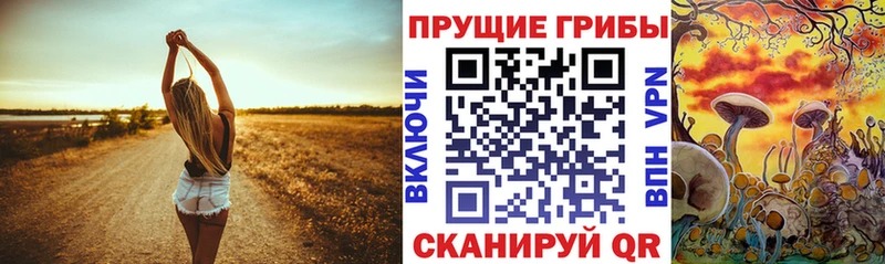 Купить  Пикалёво  Галлюциногенные грибы Psilocybe 